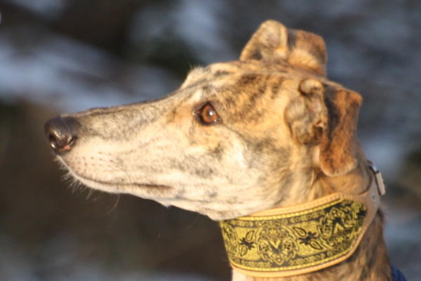 Galgo Gurtel (jetzt MANGO) aus San Anton sucht ... - Seite 3 3428388