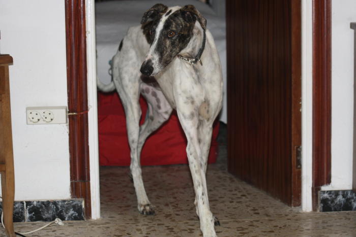 Galgo MATTEO aus Andalusien sucht ... -Galgo Lovers- - Seite 2 3464340