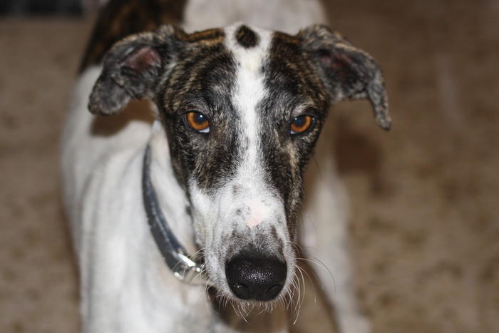 Galgo MATTEO aus Andalusien sucht ... -Galgo Lovers- - Seite 2 3464346