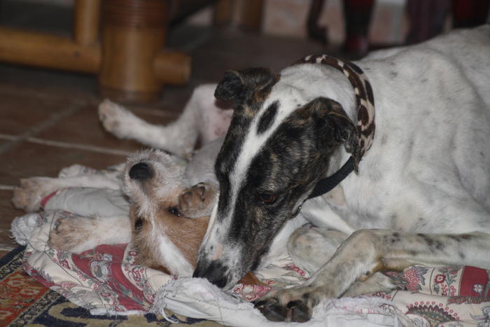 Galgo MATTEO aus Andalusien sucht ... -Galgo Lovers- - Seite 2 3483778