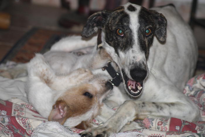 Galgo MATTEO aus Andalusien sucht ... -Galgo Lovers- - Seite 2 3483779