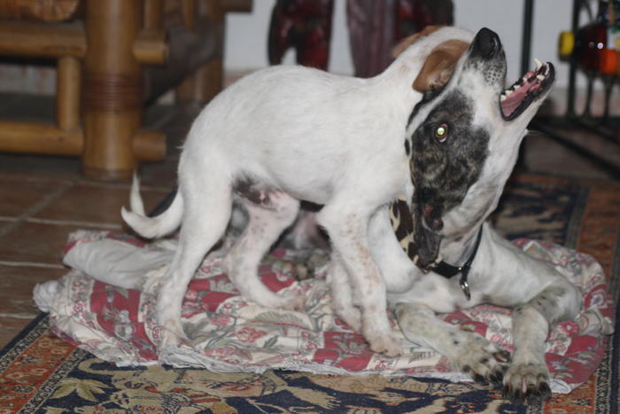 Galgo MATTEO aus Andalusien sucht ... -Galgo Lovers- - Seite 2 3483797