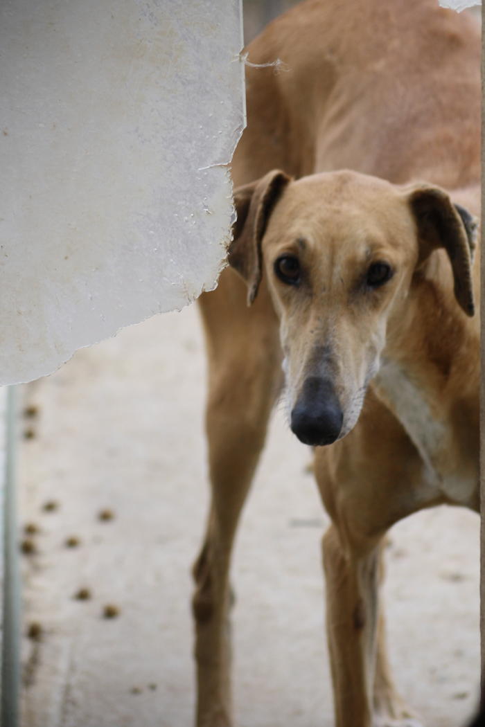 Galga Kimara (Pruna) aus San Anton sucht - happy-land.ch 3491904