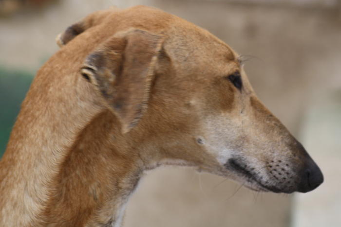 Galga Kimara (Pruna) aus San Anton sucht - happy-land.ch 3491906