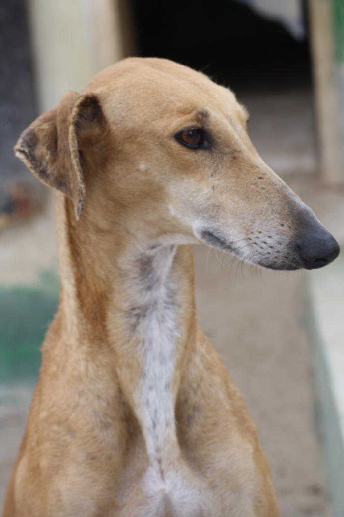 Galga Kimara (Pruna) aus San Anton sucht - happy-land.ch 3491912