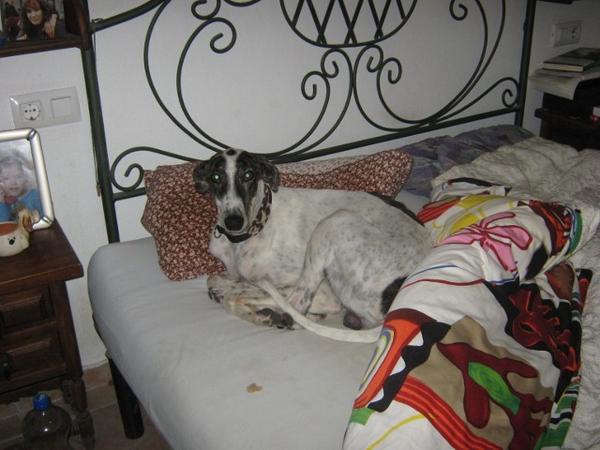 Galgo MATTEO aus Andalusien sucht ... -Galgo Lovers- - Seite 2 3499595