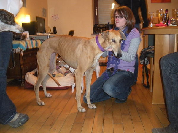 Galga Kimara (Pruna) aus San Anton sucht - happy-land.ch - Seite 2 3504050