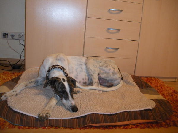 Galgo MATTEO aus Andalusien sucht ... -Galgo Lovers- - Seite 3 3504069