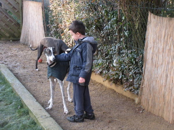 Galgo MATTEO aus Andalusien sucht ... -Galgo Lovers- - Seite 3 3505025