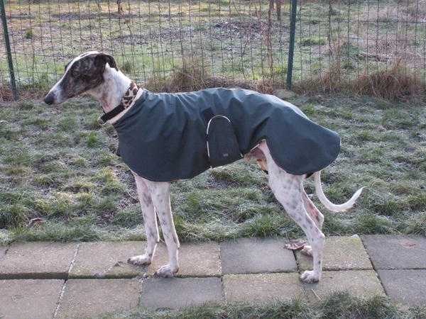 Galgo MATTEO aus Andalusien sucht ... -Galgo Lovers- - Seite 3 3505026