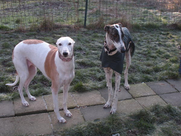 Galgo MATTEO aus Andalusien sucht ... -Galgo Lovers- - Seite 3 3505027