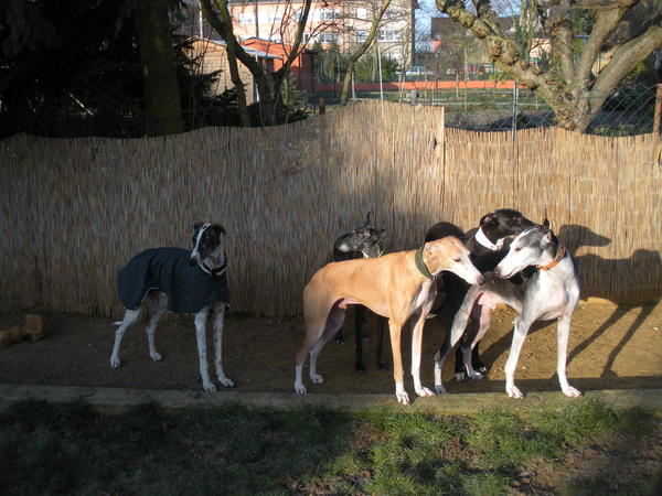 Galgo MATTEO aus Andalusien sucht ... -Galgo Lovers- - Seite 3 3505029