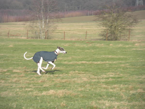 Galgo MATTEO aus Andalusien sucht ... -Galgo Lovers- - Seite 3 3506394