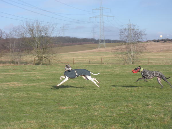 Galgo MATTEO aus Andalusien sucht ... -Galgo Lovers- - Seite 3 3506399