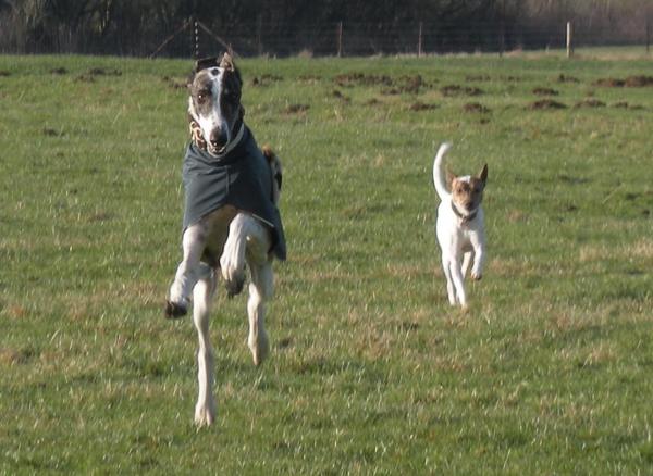 Galgo MATTEO aus Andalusien sucht ... -Galgo Lovers- - Seite 3 3506508