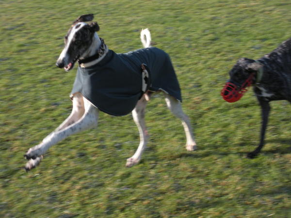 Galgo MATTEO aus Andalusien sucht ... -Galgo Lovers- - Seite 3 3506607