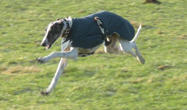 Galgo MATTEO aus Andalusien sucht ... -Galgo Lovers- - Seite 3 3506613