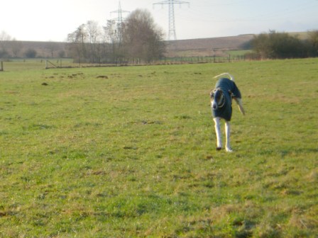 Galgo MATTEO aus Andalusien sucht ... -Galgo Lovers- - Seite 3 3506956