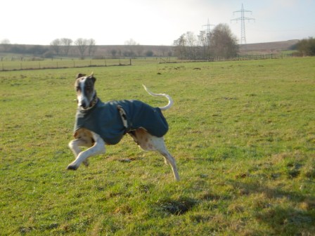 Galgo MATTEO aus Andalusien sucht ... -Galgo Lovers- - Seite 3 3506957