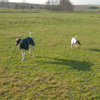 Galgo MATTEO aus Andalusien sucht ... -Galgo Lovers- - Seite 3 3506958