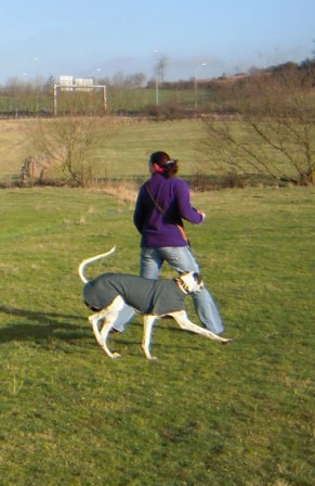 Galgo MATTEO aus Andalusien sucht ... -Galgo Lovers- - Seite 3 3506962