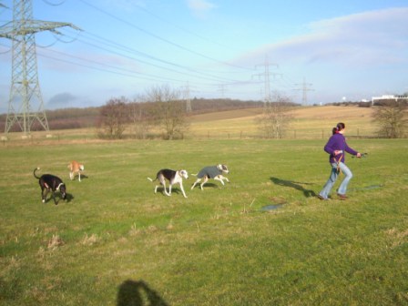 Galgo MATTEO aus Andalusien sucht ... -Galgo Lovers- - Seite 3 3506963