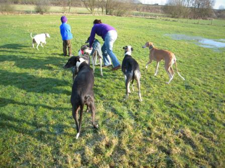 Galgo MATTEO aus Andalusien sucht ... -Galgo Lovers- - Seite 3 3506972