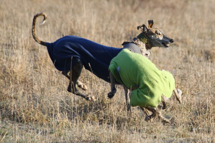 Galgo Gurtel (jetzt MANGO) aus San Anton sucht ... - Seite 3 3508949