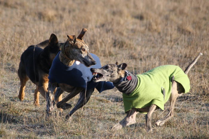 Galgo Gurtel (jetzt MANGO) aus San Anton sucht ... - Seite 3 3508952