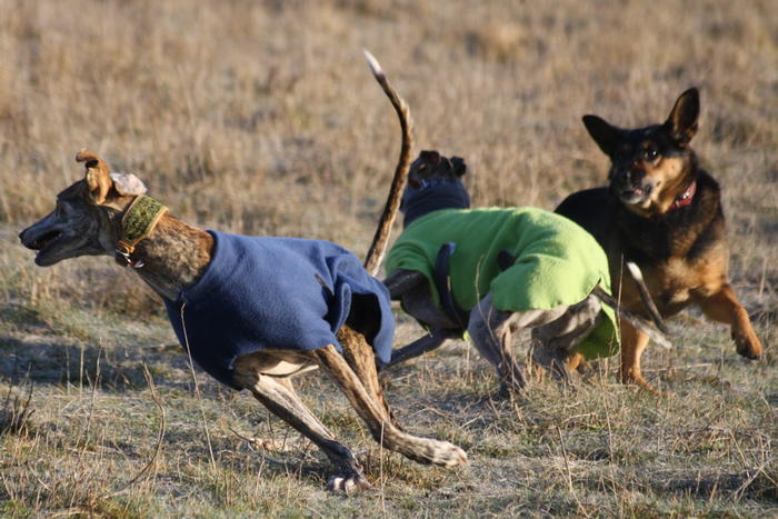 Galgo Gurtel (jetzt MANGO) aus San Anton sucht ... - Seite 3 3508954