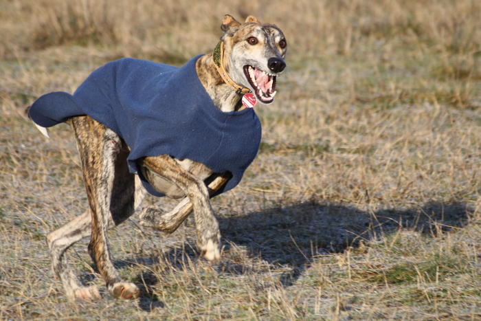 Galgo Gurtel (jetzt MANGO) aus San Anton sucht ... - Seite 3 3508986