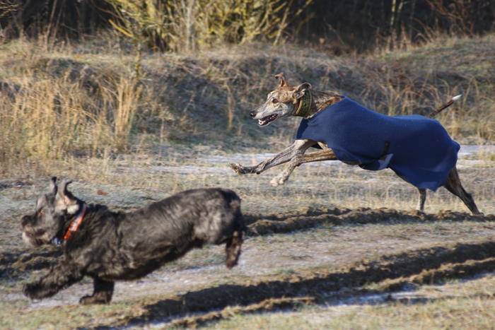 Galgo Gurtel (jetzt MANGO) aus San Anton sucht ... - Seite 3 3508994