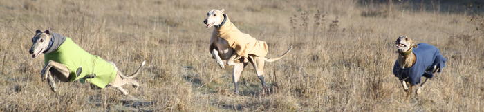 Galgo Gurtel (jetzt MANGO) aus San Anton sucht ... - Seite 3 3508996