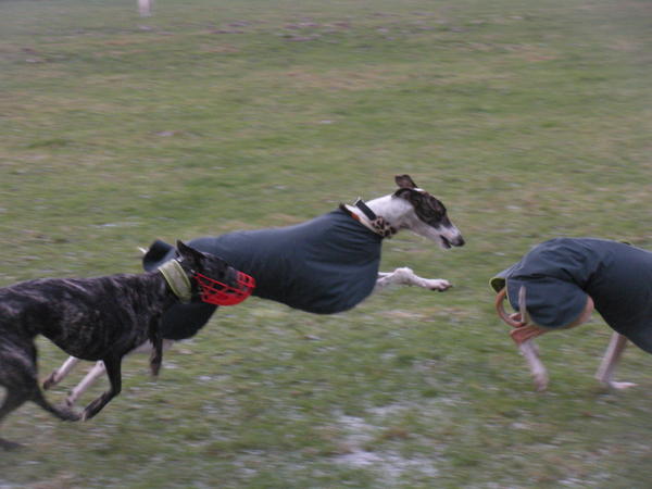 Galgo MATTEO aus Andalusien sucht ... -Galgo Lovers- - Seite 3 3514358