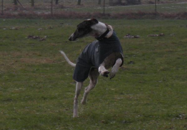 Galgo MATTEO aus Andalusien sucht ... -Galgo Lovers- - Seite 3 3514368