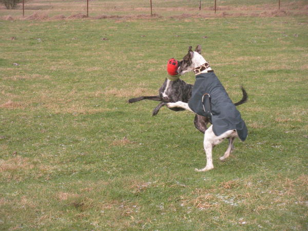 Galgo MATTEO aus Andalusien sucht ... -Galgo Lovers- - Seite 3 3514378