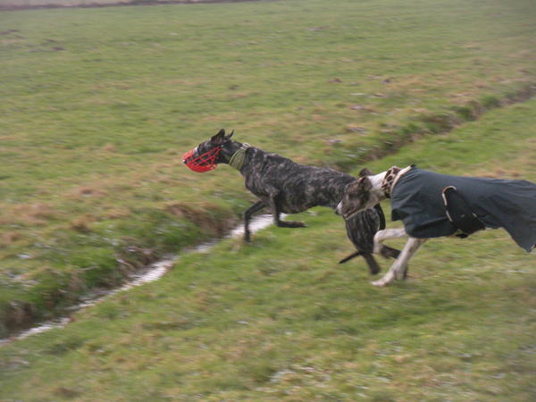 Galgo MATTEO aus Andalusien sucht ... -Galgo Lovers- - Seite 3 3514385