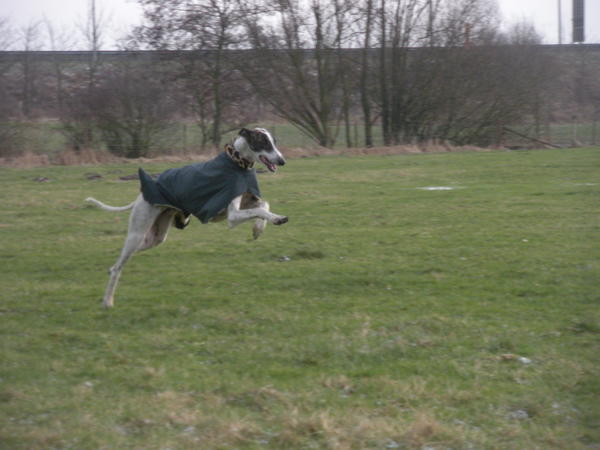 Galgo MATTEO aus Andalusien sucht ... -Galgo Lovers- - Seite 3 3514391