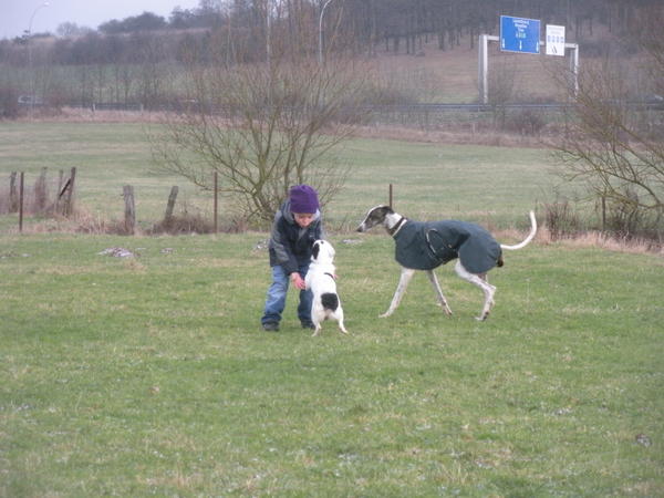 Galgo MATTEO aus Andalusien sucht ... -Galgo Lovers- - Seite 3 3514406