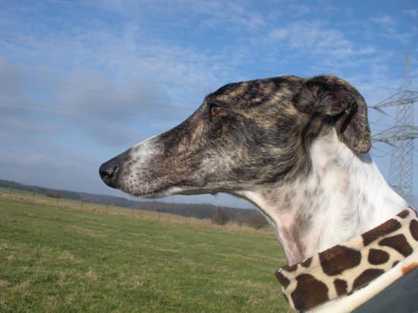 Galgo MATTEO aus Andalusien sucht ... -Galgo Lovers- - Seite 3 3521539