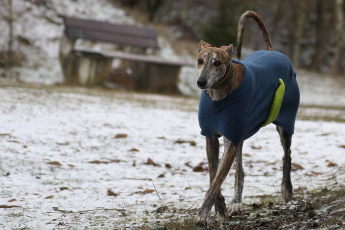 Galgo Gurtel (jetzt MANGO) aus San Anton sucht ... - Seite 3 3527138