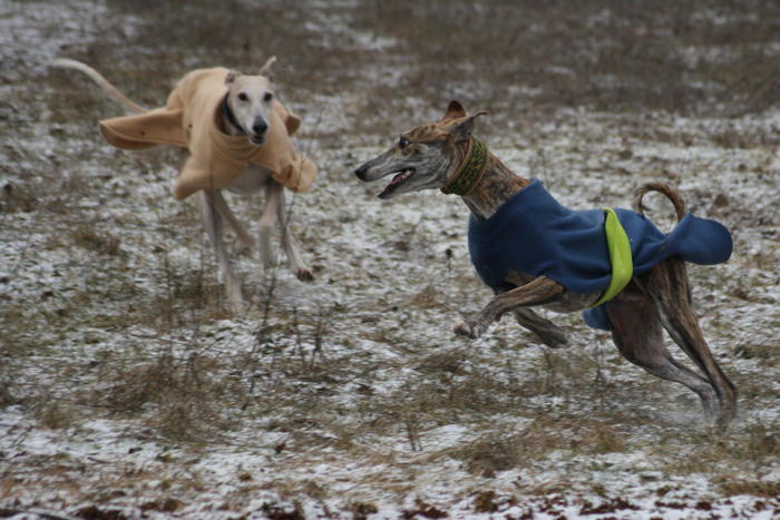 Galgo Gurtel (jetzt MANGO) aus San Anton sucht ... - Seite 3 3527139