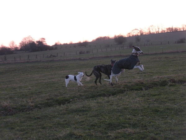 Galgo MATTEO aus Andalusien sucht ... -Galgo Lovers- - Seite 4 3527840