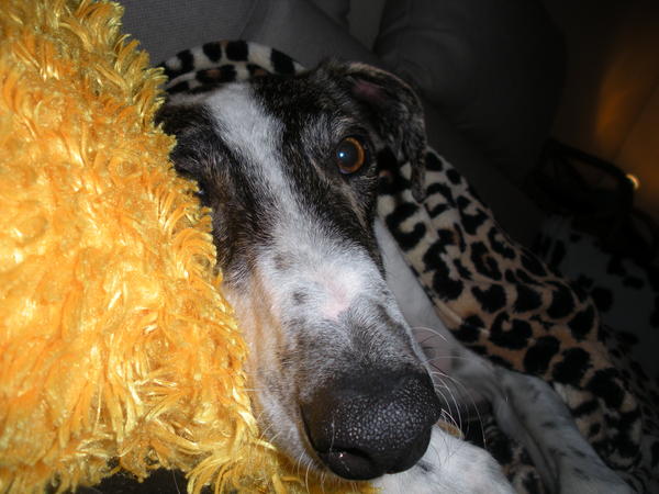 Galgo MATTEO aus Andalusien sucht ... -Galgo Lovers- - Seite 4 3527844