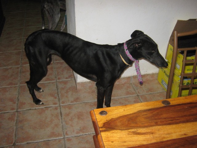 Galgo MATTEO aus Andalusien sucht ... -Galgo Lovers- - Seite 4 3527879