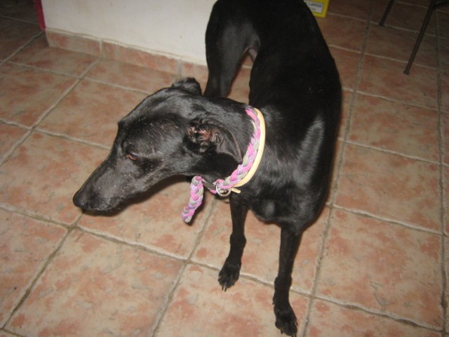 Galgo MATTEO aus Andalusien sucht ... -Galgo Lovers- - Seite 4 3527880