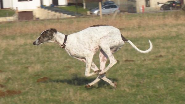 Galgo MATTEO aus Andalusien sucht ... -Galgo Lovers- - Seite 4 3531120