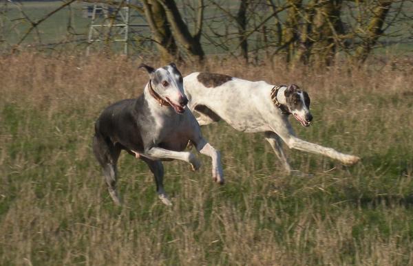 Galgo MATTEO aus Andalusien sucht ... -Galgo Lovers- - Seite 4 3531125