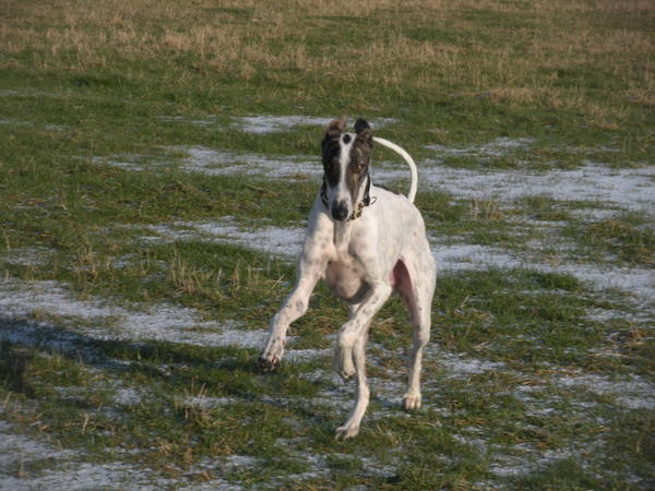 Galgo MATTEO aus Andalusien sucht ... -Galgo Lovers- - Seite 4 3531126