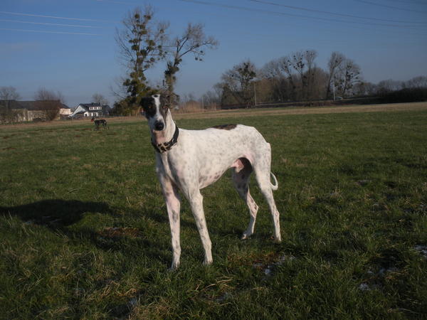 Galgo MATTEO aus Andalusien sucht ... -Galgo Lovers- - Seite 4 3531156